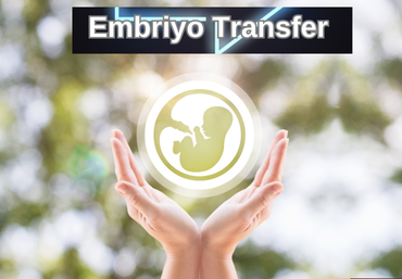 embriyo-transfer-sonrasinda-neler-yapmaliyim
